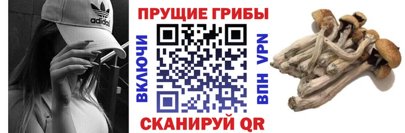 где найти наркотики  Усть-Катав  Галлюциногенные грибы Cubensis 